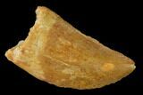 Serrated, Juvenile Carcharodontosaurus Tooth - Morocco #140679-1
